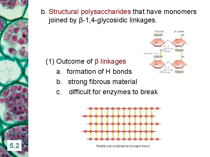 b. Structural polysaccharides that have monomers joined by β-1, 4 -glycosidic linkages. (1) Outcome