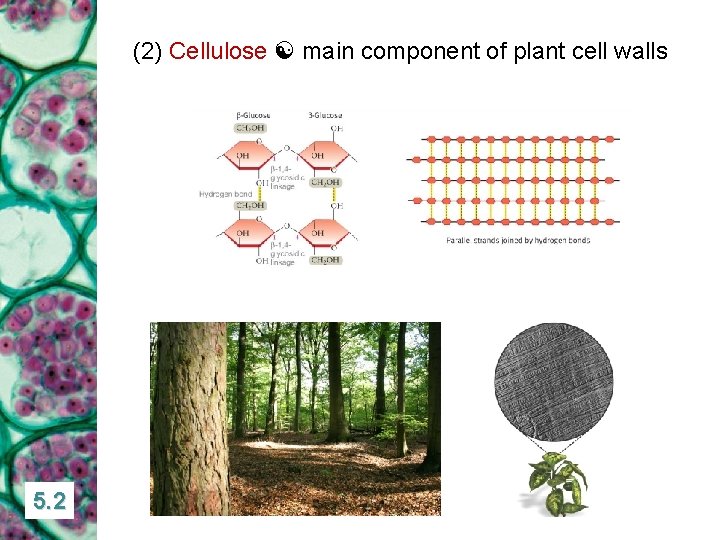 (2) Cellulose main component of plant cell walls 5. 2 