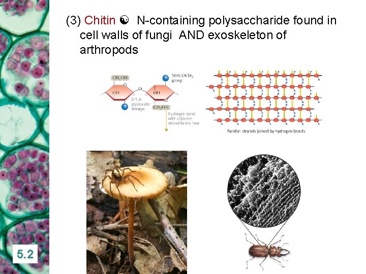 (3) Chitin N-containing polysaccharide found in cell walls of fungi AND exoskeleton of arthropods