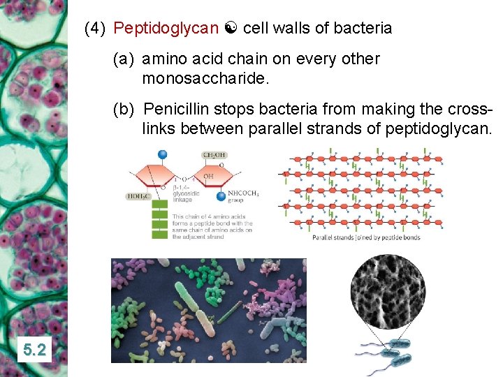 (4) Peptidoglycan cell walls of bacteria (a) amino acid chain on every other monosaccharide.