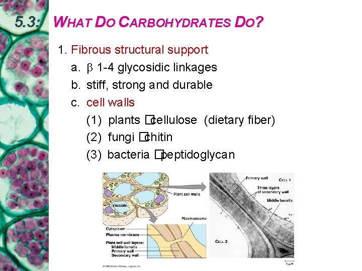 5. 3: WHAT DO CARBOHYDRATES DO? 1. Fibrous structural support a. 1 -4 glycosidic