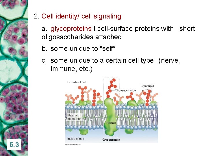 2. Cell identity/ cell signaling a. glycoproteins �cell-surface proteins with short oligosaccharides attached b.