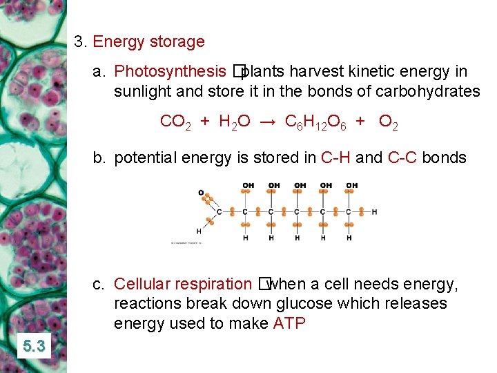 3. Energy storage a. Photosynthesis �plants harvest kinetic energy in sunlight and store it