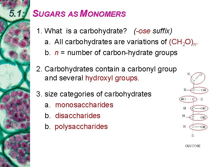 5. 1: SUGARS AS MONOMERS 1. What is a carbohydrate? (-ose suffix) a. All