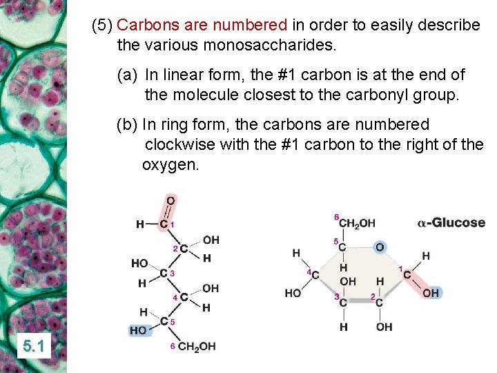(5) Carbons are numbered in order to easily describe the various monosaccharides. (a) In