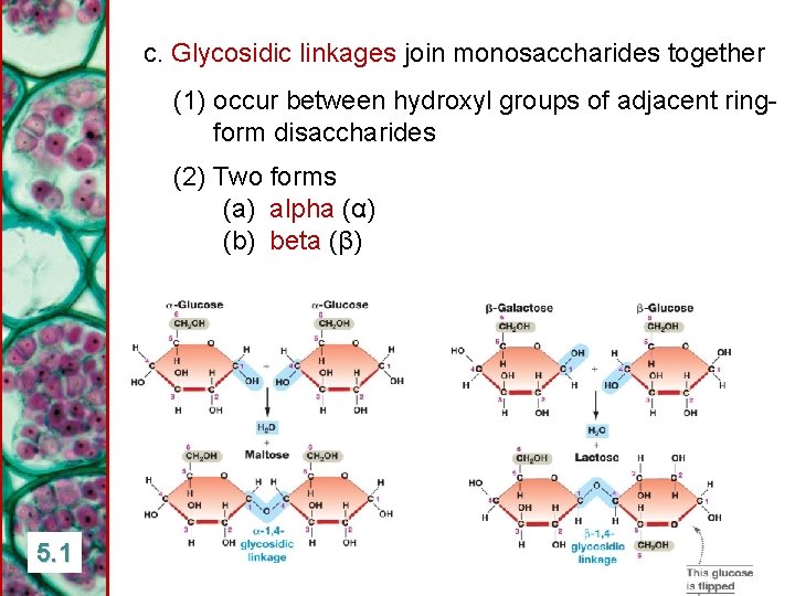 c. Glycosidic linkages join monosaccharides together (1) occur between hydroxyl groups of adjacent ringform