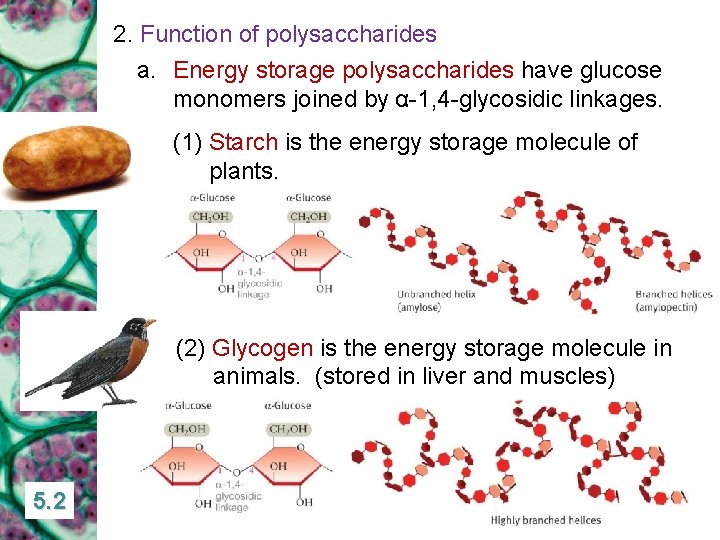 2. Function of polysaccharides a. Energy storage polysaccharides have glucose monomers joined by α-1,