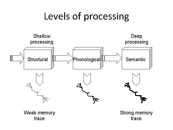 Levels of processing Shallow processing Structural Weak memory trace Deep processing Phonological Semantic Strong