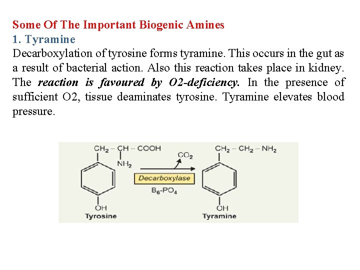 Some Of The Important Biogenic Amines 1. Tyramine Decarboxylation of tyrosine forms tyramine. This