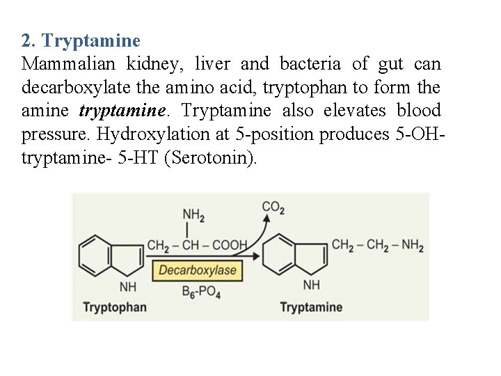 2. Tryptamine Mammalian kidney, liver and bacteria of gut can decarboxylate the amino acid,