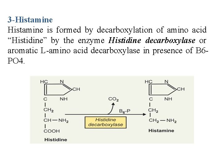 3 -Histamine is formed by decarboxylation of amino acid “Histidine” by the enzyme Histidine