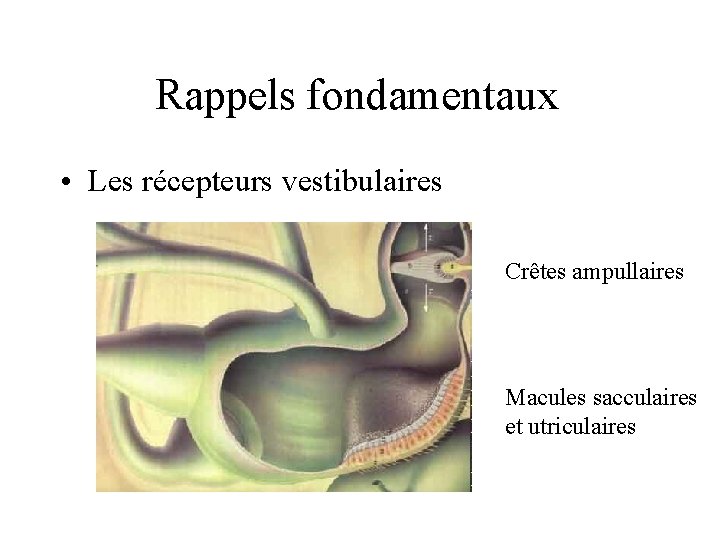 Rappels fondamentaux • Les récepteurs vestibulaires Crêtes ampullaires Macules sacculaires et utriculaires 