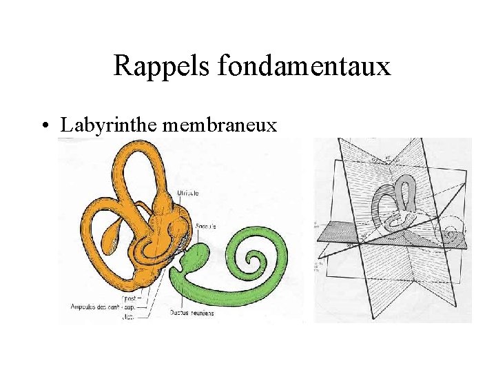 Rappels fondamentaux • Labyrinthe membraneux 