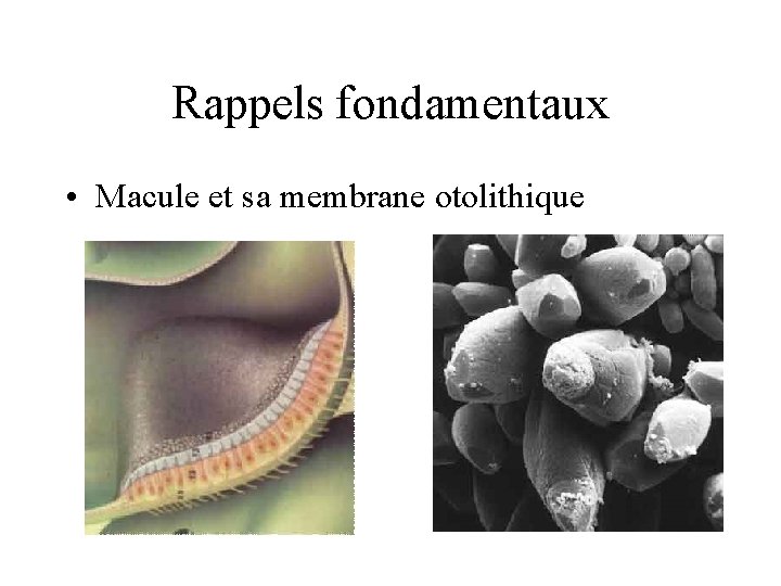 Rappels fondamentaux • Macule et sa membrane otolithique 
