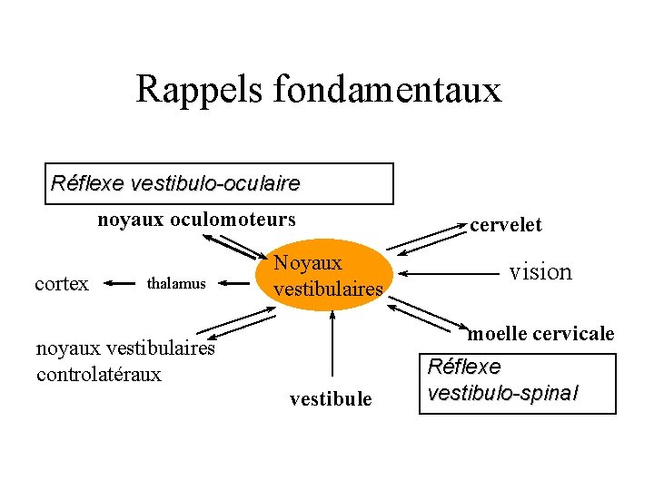 Rappels fondamentaux Réflexe vestibulo-oculaire noyaux oculomoteurs cortex thalamus Noyaux vestibulaires cervelet vision moelle cervicale