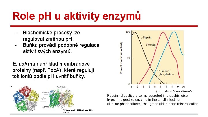 Role p. H u aktivity enzymů - Biochemické procesy lze regulovat změnou p. H.