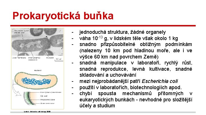 Prokaryotická buňka - Lodish, Molecular cell biology, 2000. jednoduchá struktura, žádné organely váha 10
