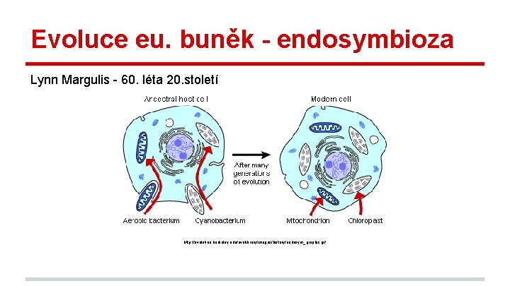 Evoluce eu. buněk - endosymbioza Lynn Margulis - 60. léta 20. století http: //evolution.