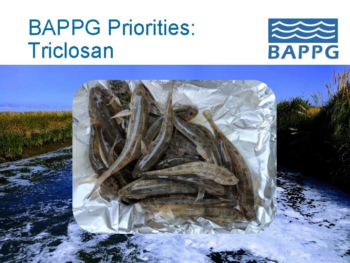 BAPPG Priorities: Triclosan 