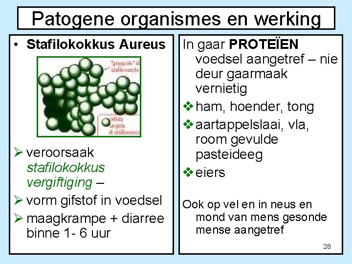 Patogene organismes en werking • Stafilokokkus Aureus Ø veroorsaak stafilokokkus vergiftiging – Ø vorm