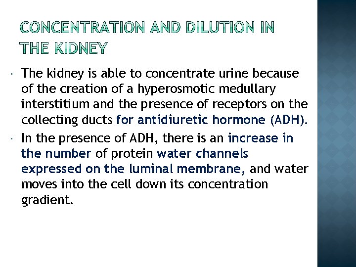  The kidney is able to concentrate urine because of the creation of a