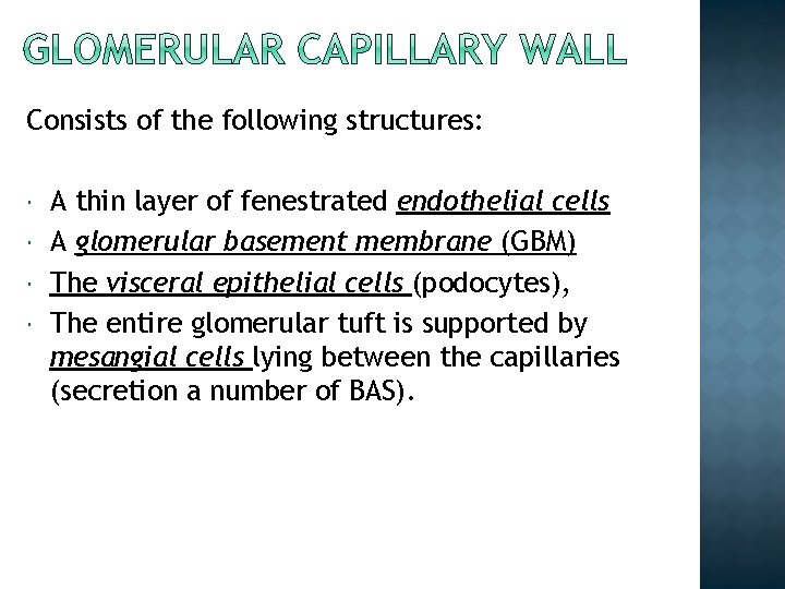 Consists of the following structures: A thin layer of fenestrated endothelial cells A glomerular