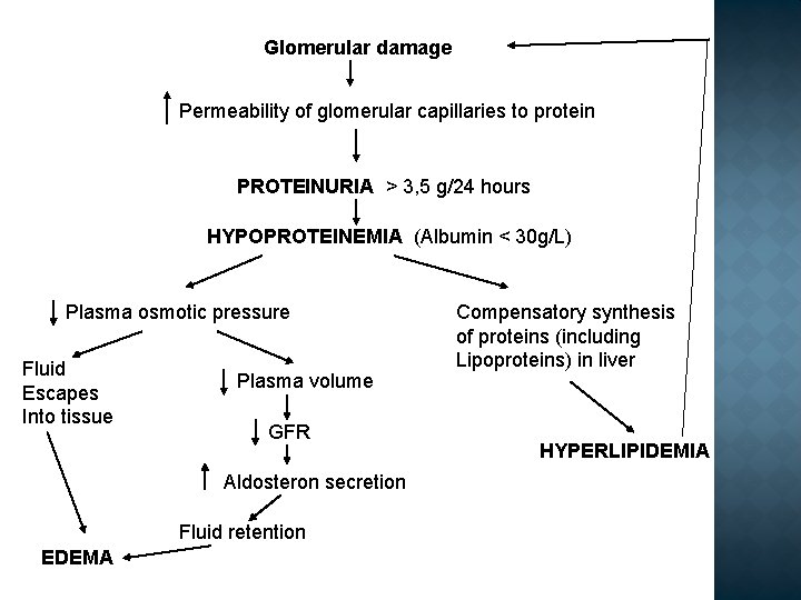 Glomerular damage Permeability of glomerular capillaries to protein PROTEINURIA > 3, 5 g/24 hours
