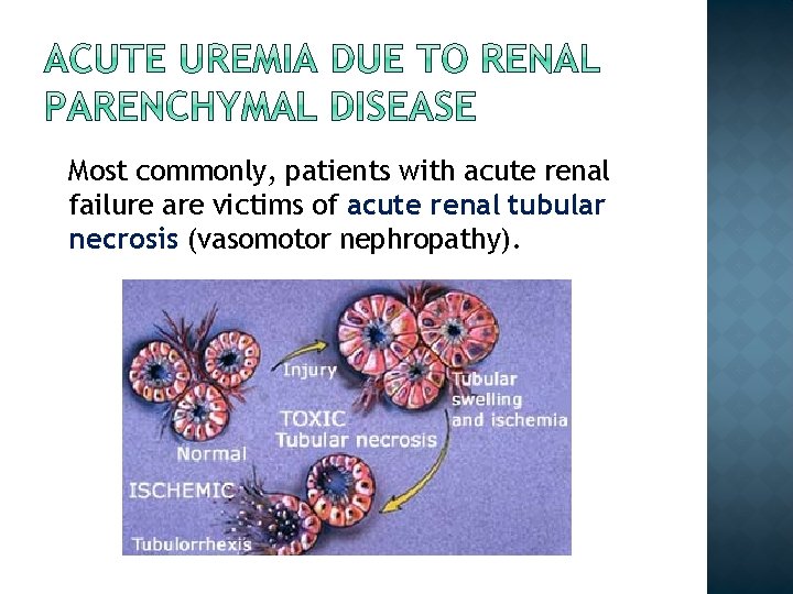 Most commonly, patients with acute renal failure are victims of acute renal tubular necrosis