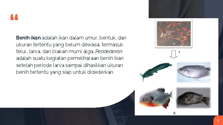 “ Benih ikan adalah ikan dalam umur, bentuk, dan ukuran tertentu yang belum dewasa,