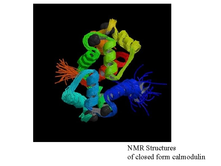 NMR Structures of closed form calmodulin 