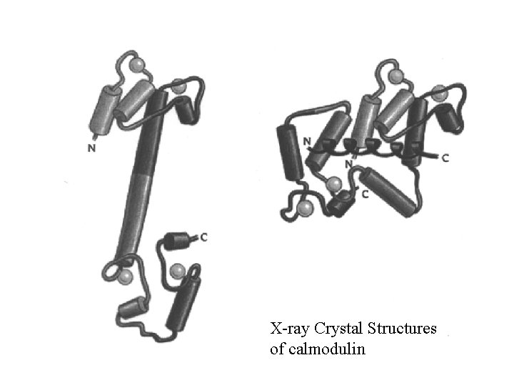 X-ray Crystal Structures of calmodulin 