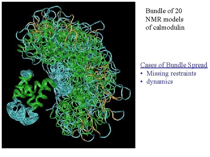 Bundle of 20 NMR models of calmodulin Cases of Bundle Spread • Missing restraints