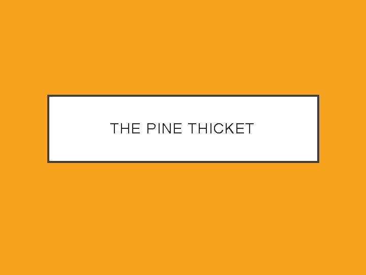 THE PINE THICKET 