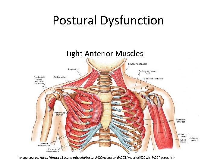 Postural Dysfunction Tight Anterior Muscles Image source: http: //droualb. faculty. mjc. edu/lecture%20 notes/unit%203/muscles%20 with%20