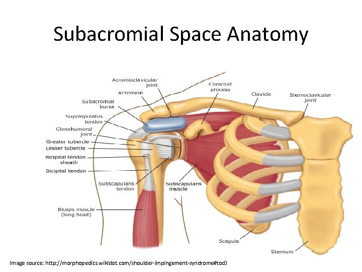 Subacromial Space Anatomy Image source: http: //morphopedics. wikidot. com/shoulder-impingement-syndrome#toc 0 
