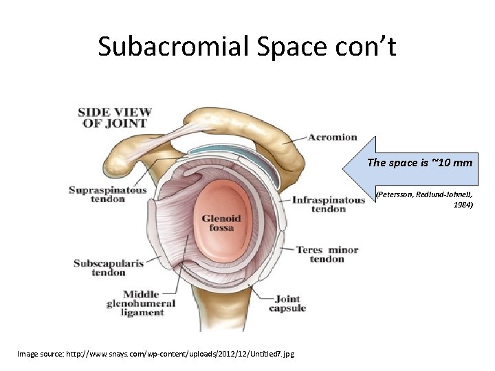 Subacromial Space con’t Nnnnnnn The space is ~10 mm (Petersson, Redlund-Johnell, 1984) Image source: