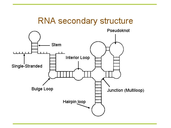 RNA secondary structure Pseudoknot Stem Interior Loop Single-Stranded Bulge Loop Junction (Multiloop) Hairpin loop