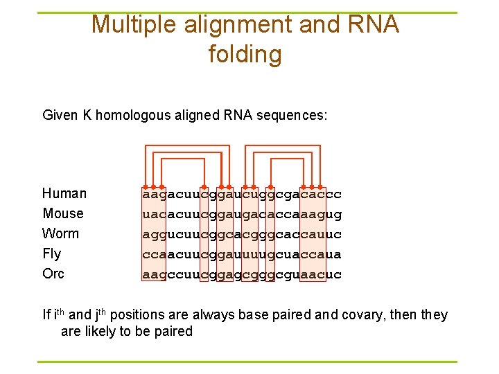 Multiple alignment and RNA folding Given K homologous aligned RNA sequences: Human Mouse Worm