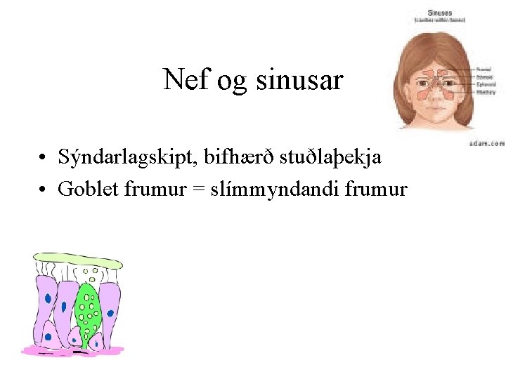 Nef og sinusar • Sýndarlagskipt, bifhærð stuðlaþekja • Goblet frumur = slímmyndandi frumur 