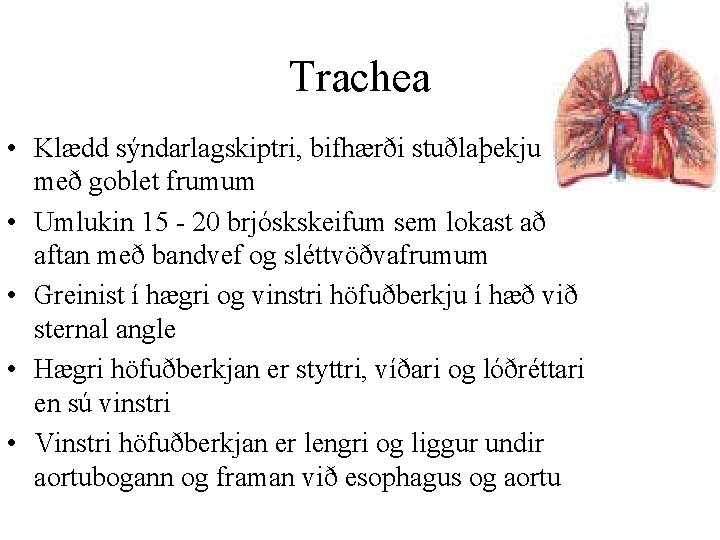 Trachea • Klædd sýndarlagskiptri, bifhærði stuðlaþekju með goblet frumum • Umlukin 15 - 20