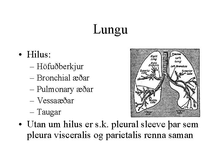 Lungu • Hilus: – Höfuðberkjur – Bronchial æðar – Pulmonary æðar – Vessaæðar –