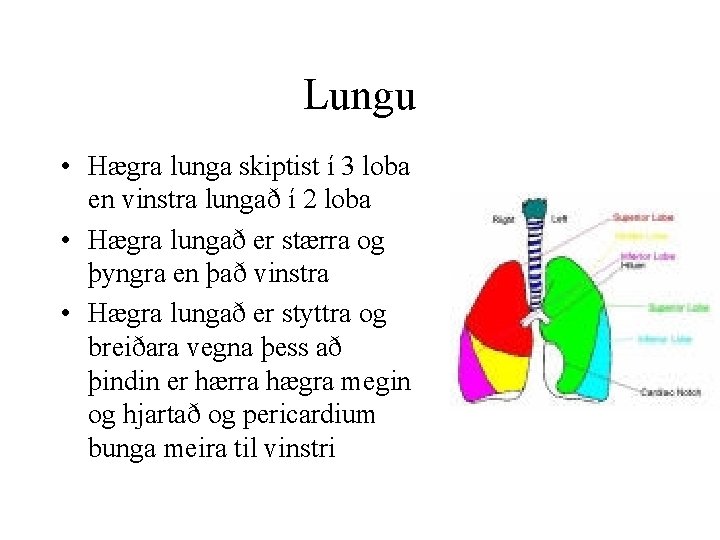 Lungu • Hægra lunga skiptist í 3 loba en vinstra lungað í 2 loba