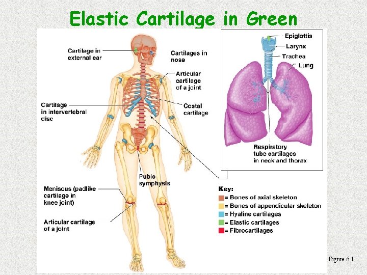 Elastic Cartilage in Green Figure 6. 1 