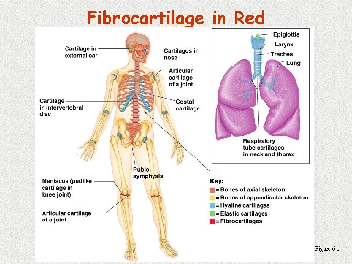 Fibrocartilage in Red Figure 6. 1 