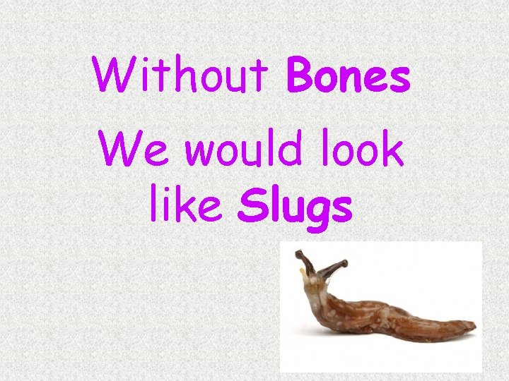 Without Bones We would look like Slugs 