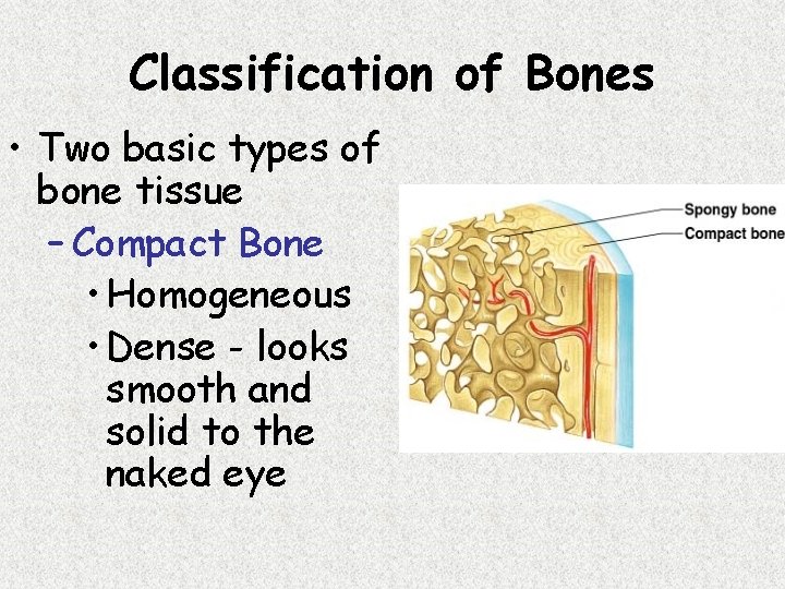 Classification of Bones • Two basic types of bone tissue – Compact Bone •