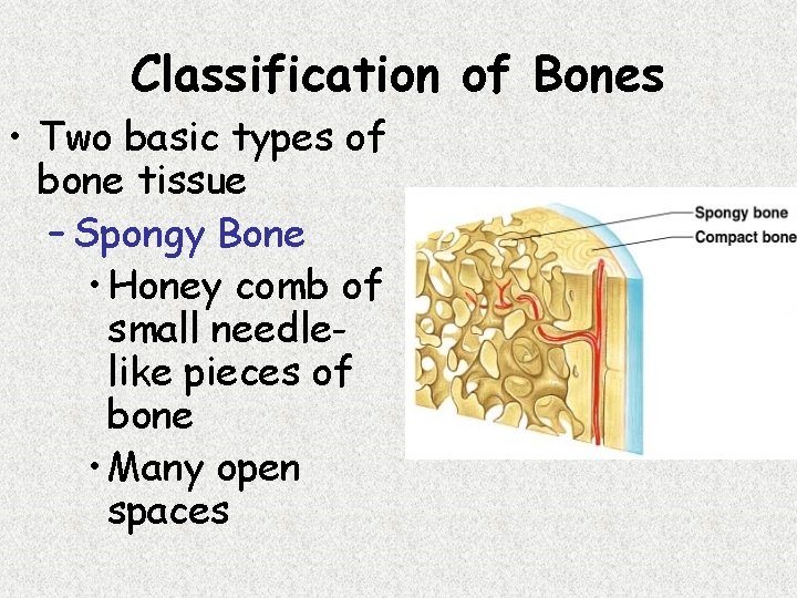 Classification of Bones • Two basic types of bone tissue – Spongy Bone •