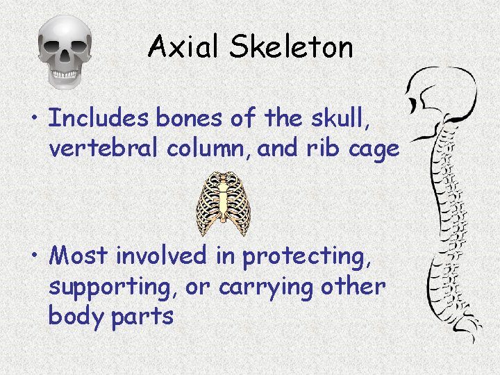 Axial Skeleton • Includes bones of the skull, vertebral column, and rib cage •
