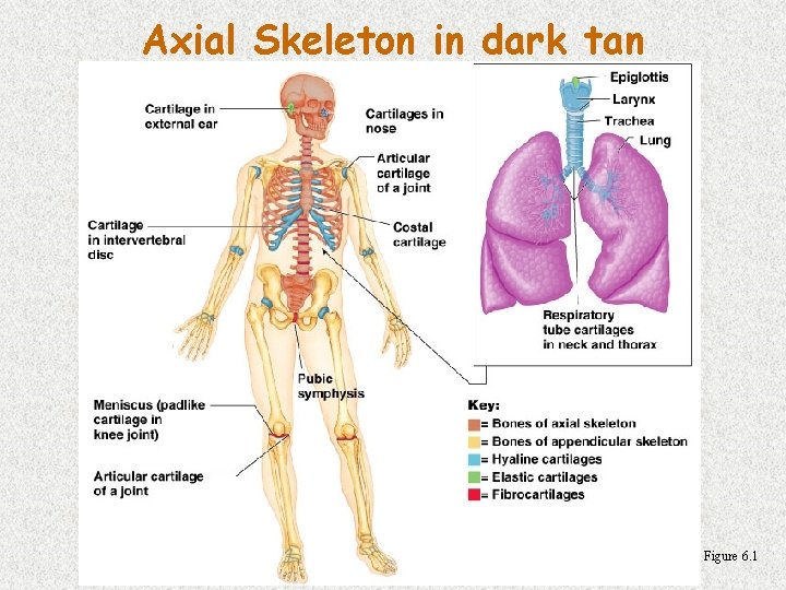 Axial Skeleton in dark tan Figure 6. 1 