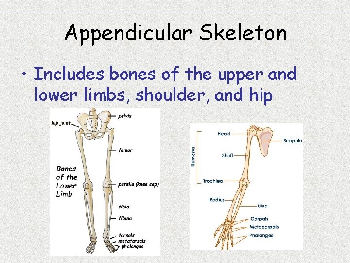 Appendicular Skeleton • Includes bones of the upper and lower limbs, shoulder, and hip